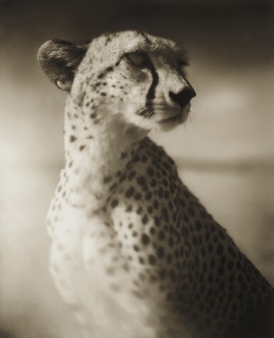 View full screen - View 1 of Lot 247. Cheetah Against Dark Sky, Masai Mara.