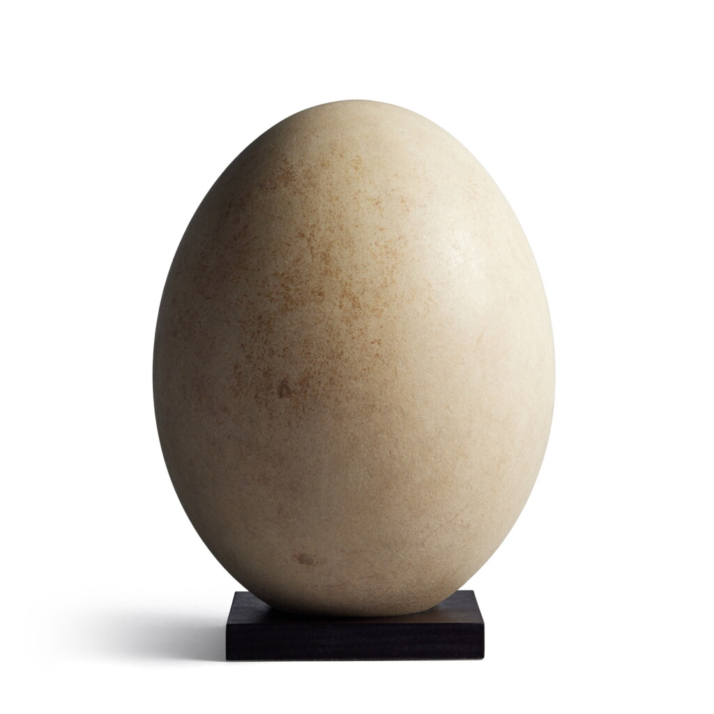 全螢幕檢視 - 查看45Unhatched Egg of an Aepyornis Maximus, or Elephant Bird 的1