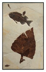 LARGE FOSSIL LEAF