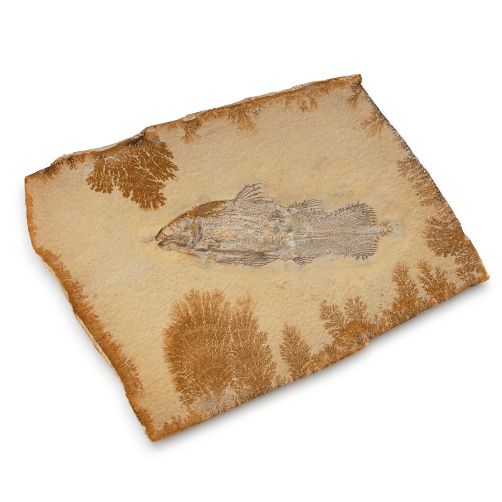 View full screen - View 1 of Lot 5. Fossil Coelacanth Plate.