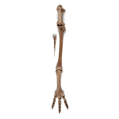 View full screen - View 1 of Lot 14. An assembled group of leg and foot bones from an extinct South Island Giant Moa (Dinornis robustus), New Zealand, extinct circa 1500 and possibly 1000 years old or earlier.