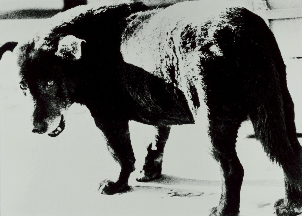 View full screen - View 1 of Lot 55. Stray Dog, Misawa, Aomori.