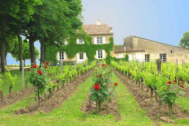 View full screen - View 1 of Lot 125. Clos Fourtet 2015 (6 MAG).