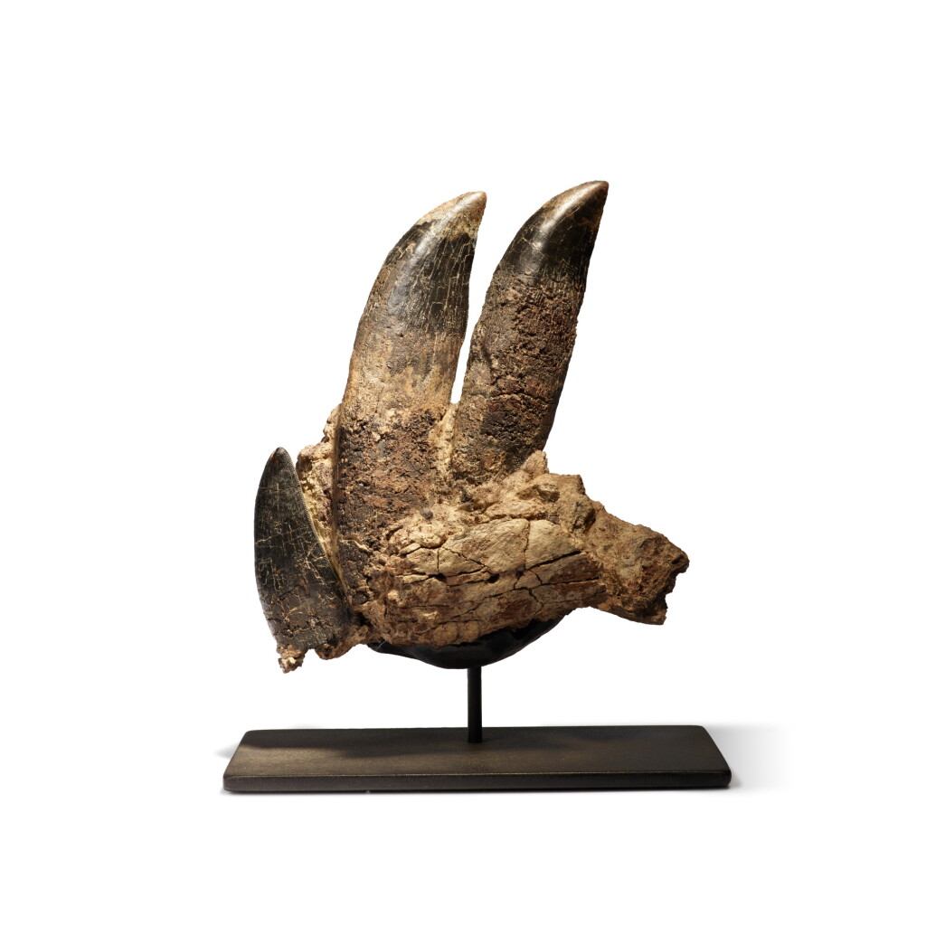 View full screen - View 1 of Lot 22. Tyrannosaurus Rex Jaw With Teeth.