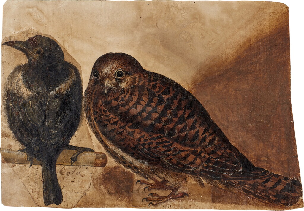 View full screen - View 1 of Lot 701. Studies of a magpie and a kestrel.