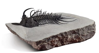 View full screen - View 1 of Lot 59. A TRILOBITE PSYCHOPYGE.