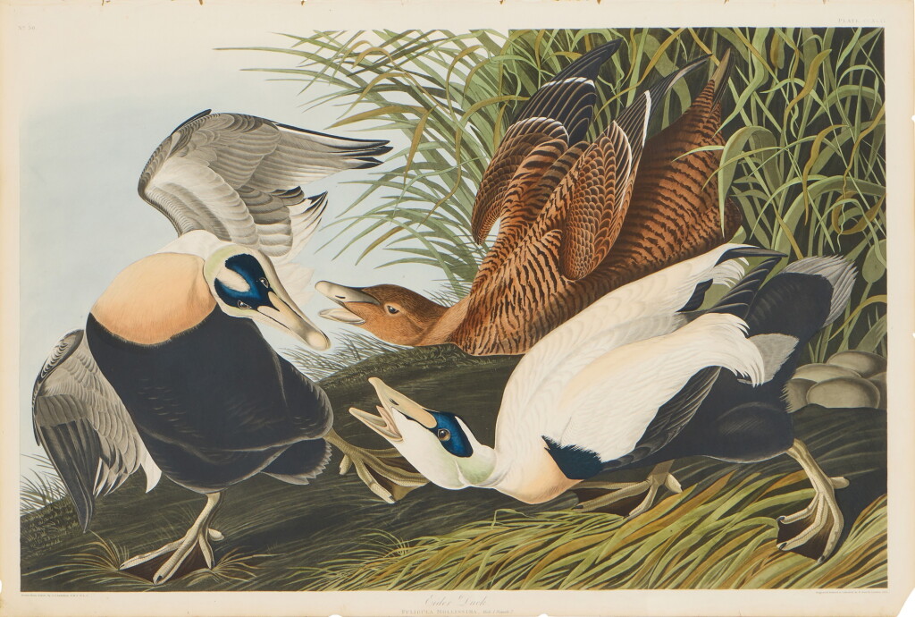 View full screen - View 1 of Lot 182. Eider Duck (Plate CCXLVI).