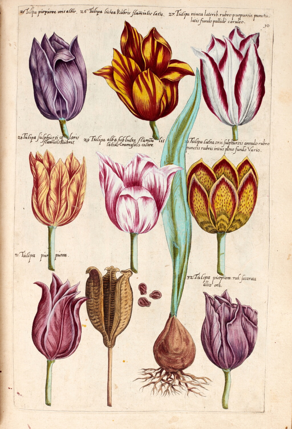 View full screen - View 1 of Lot 480. Emanuel Sweert | Florilegium, 1612, hand coloured plates, red morocco.