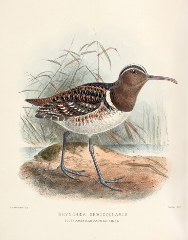 View full screen - View 1 of Lot 201. Henry Seebohm | The geographical distribution of the family charadriidae, or the plovers, sandpipers, snipes, 1887-1888.