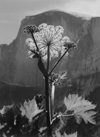 View full screen - View 1 of Lot 42. ‘Flower, Half Dome, Yosemite Valley’ (Cow Parsnip).