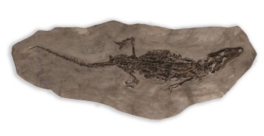 全螢幕檢視 - 查看78A DIPLOCYNODON FOSSIL的1