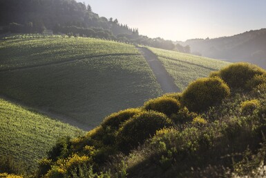 View full screen - View 1 of Lot 219. Brunello di Montalcino 1997 Argiano (6 BT).