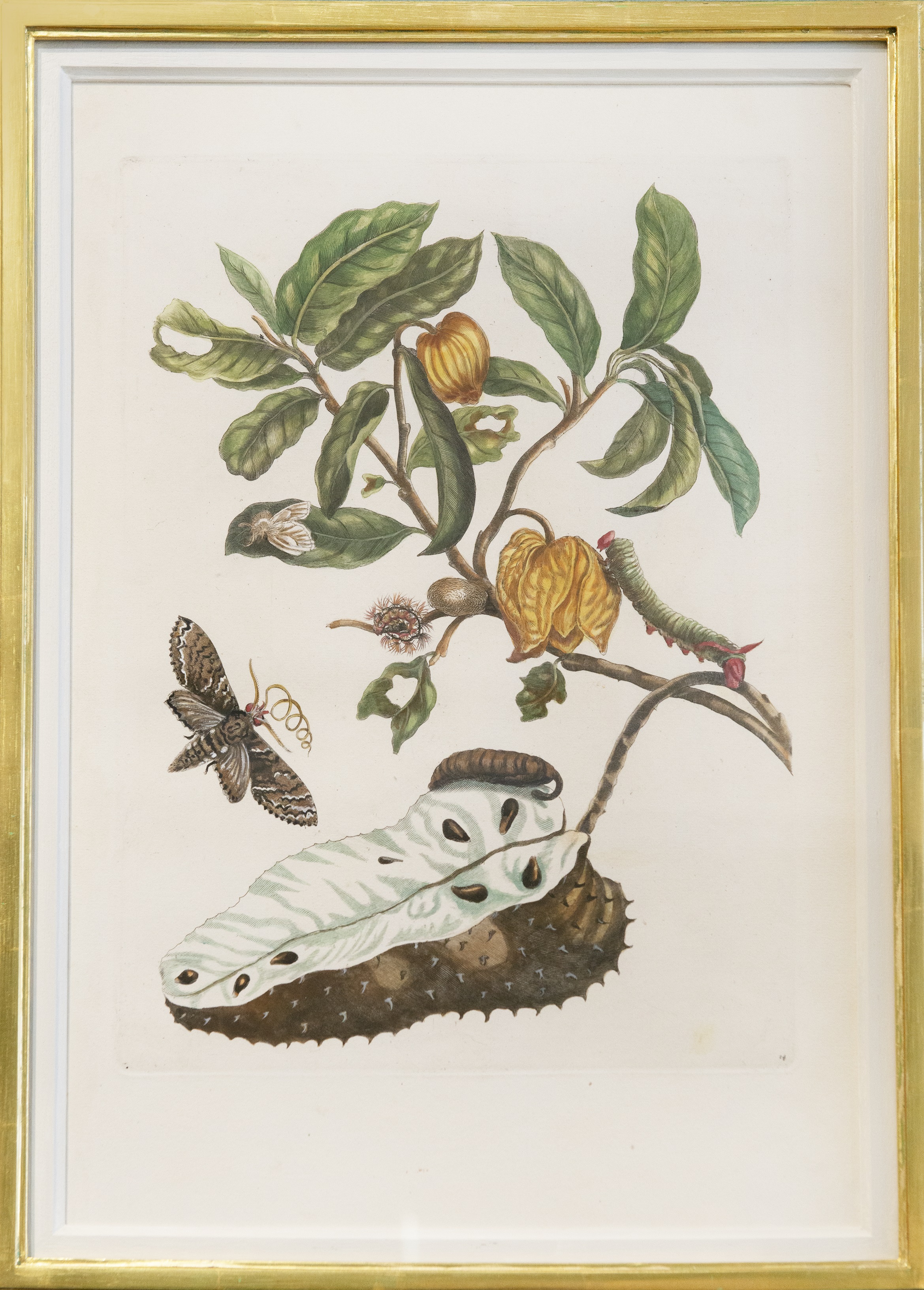 Maria Sibylla Merian Antique Flowers, Insects And Fruits Available