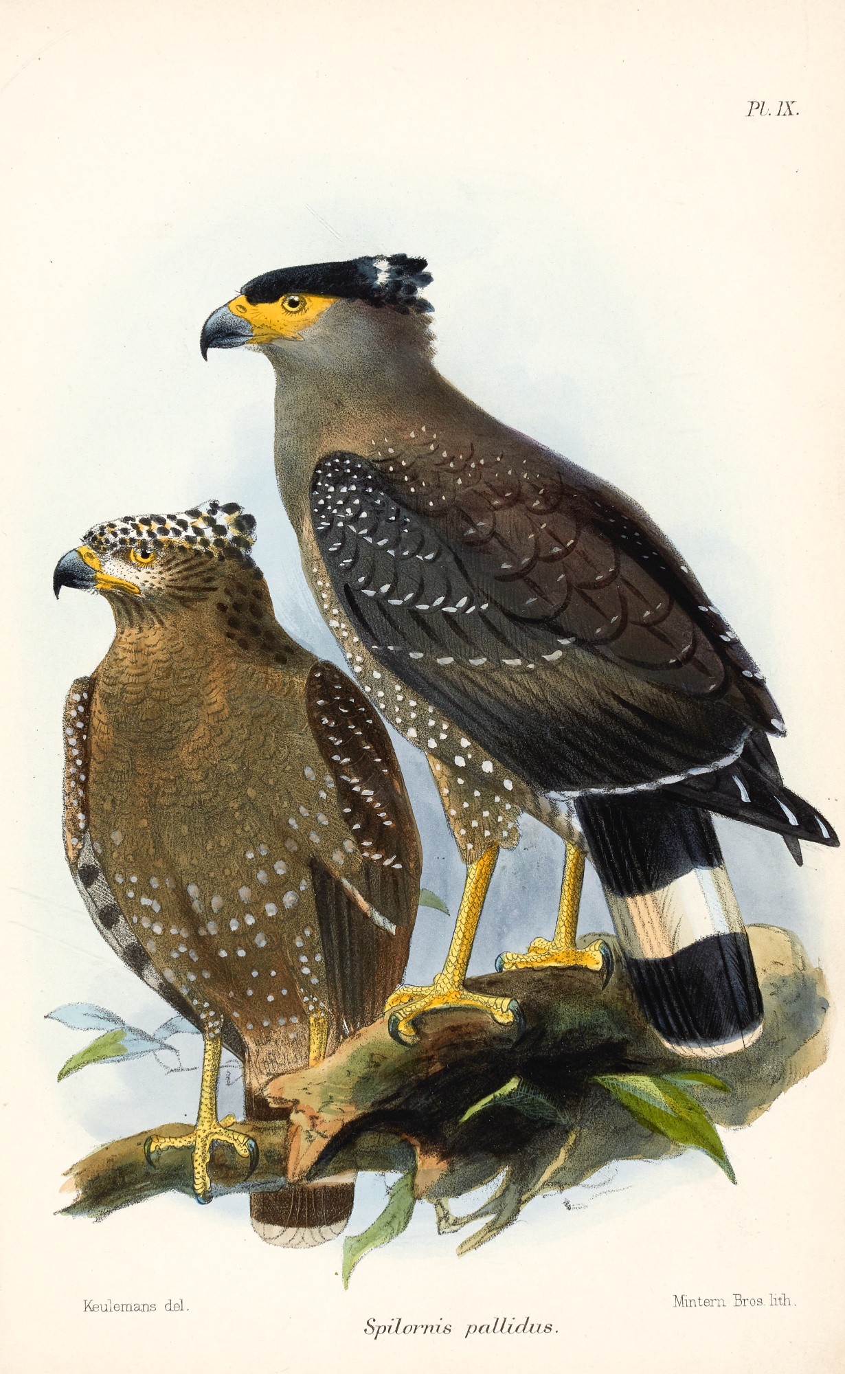 Catalogue of the Birds in the British Museum. 18741898. 27 volumes