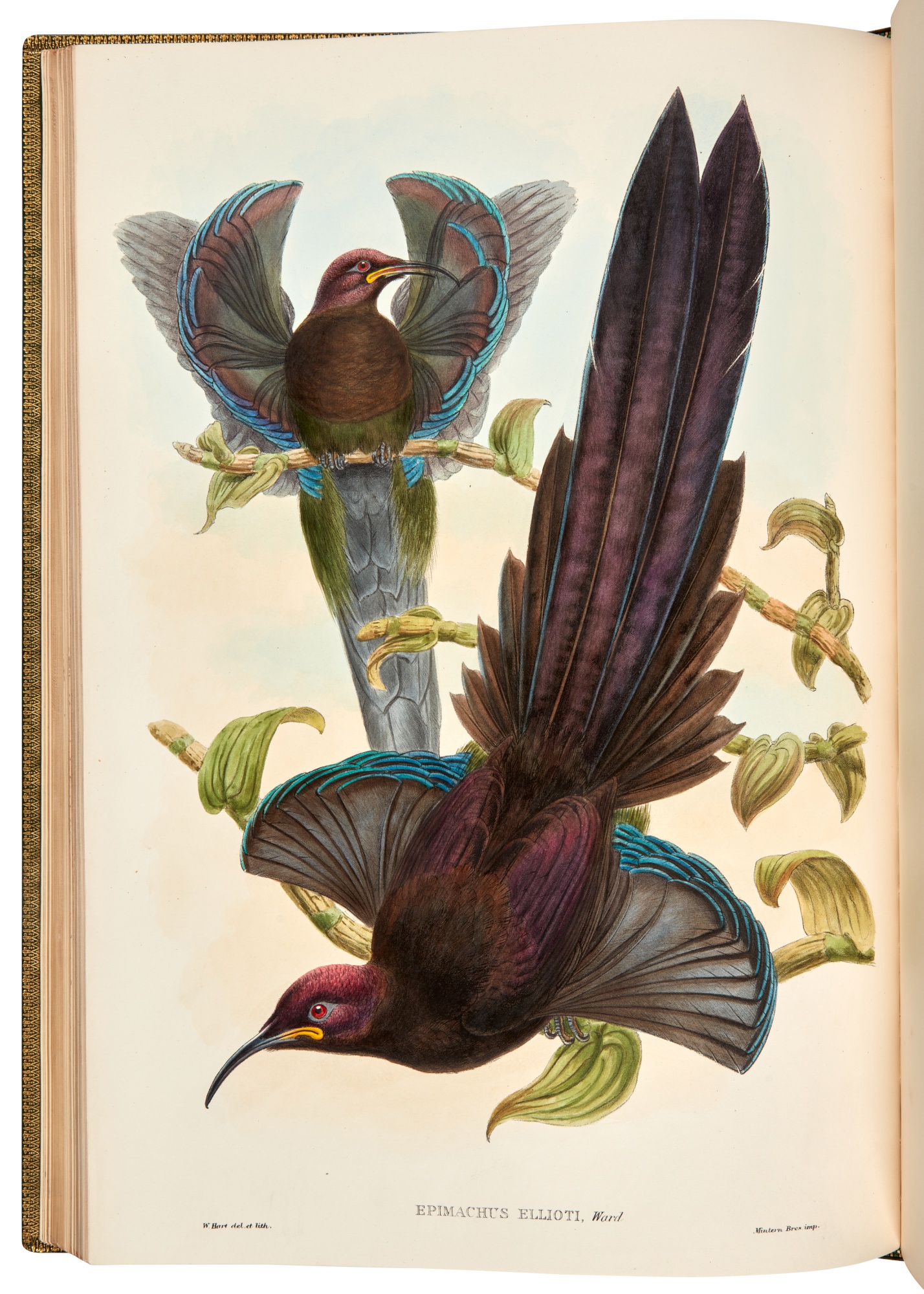 Richard Bowdler Sharpe Monograph of the Paradiseidae, London, 1891