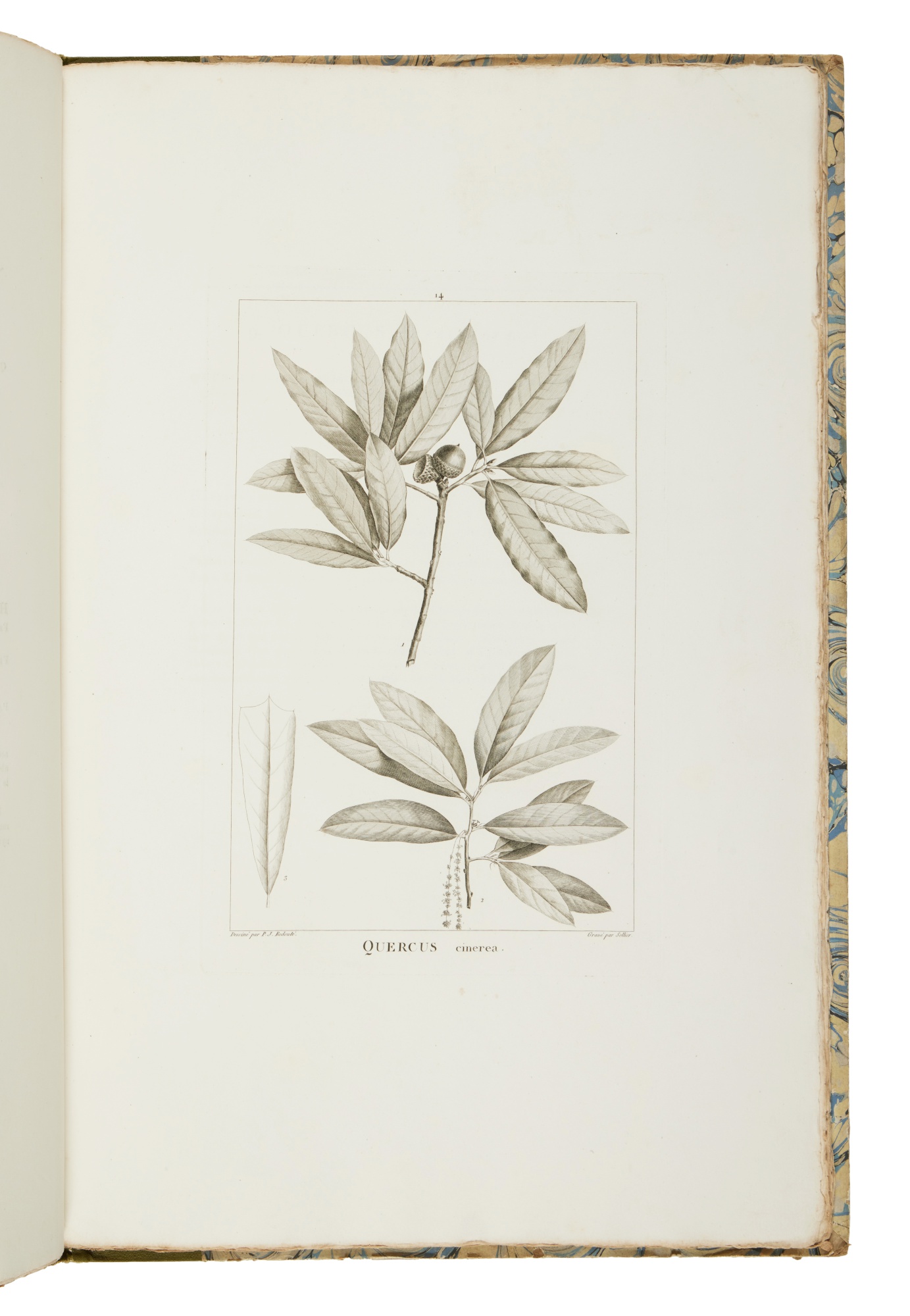 Michaux, André A groundbreaking monograph on American oaks, the Arpad