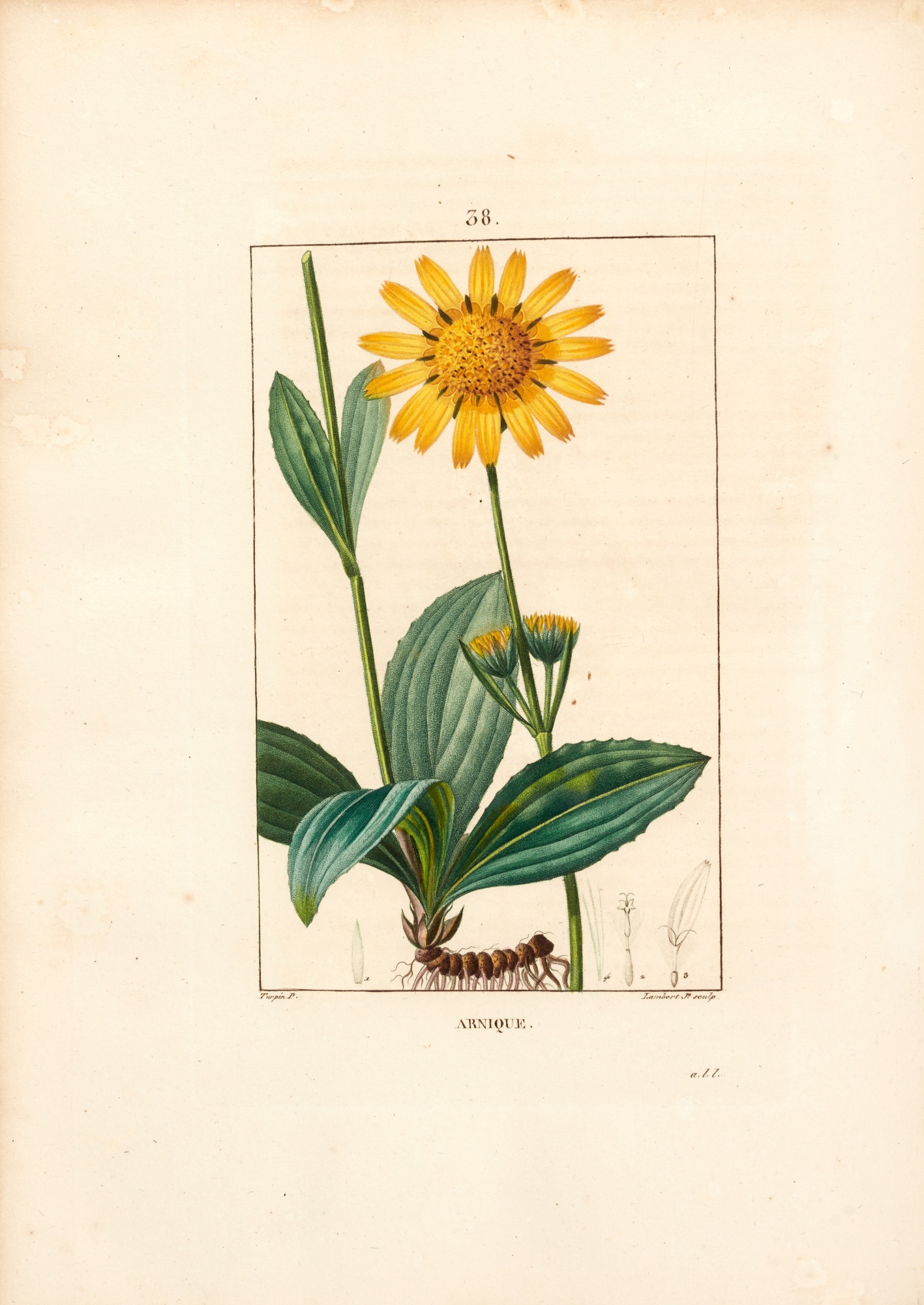 François Pierre Chaumeton Flore médicale, Paris, 181420, 7 vols