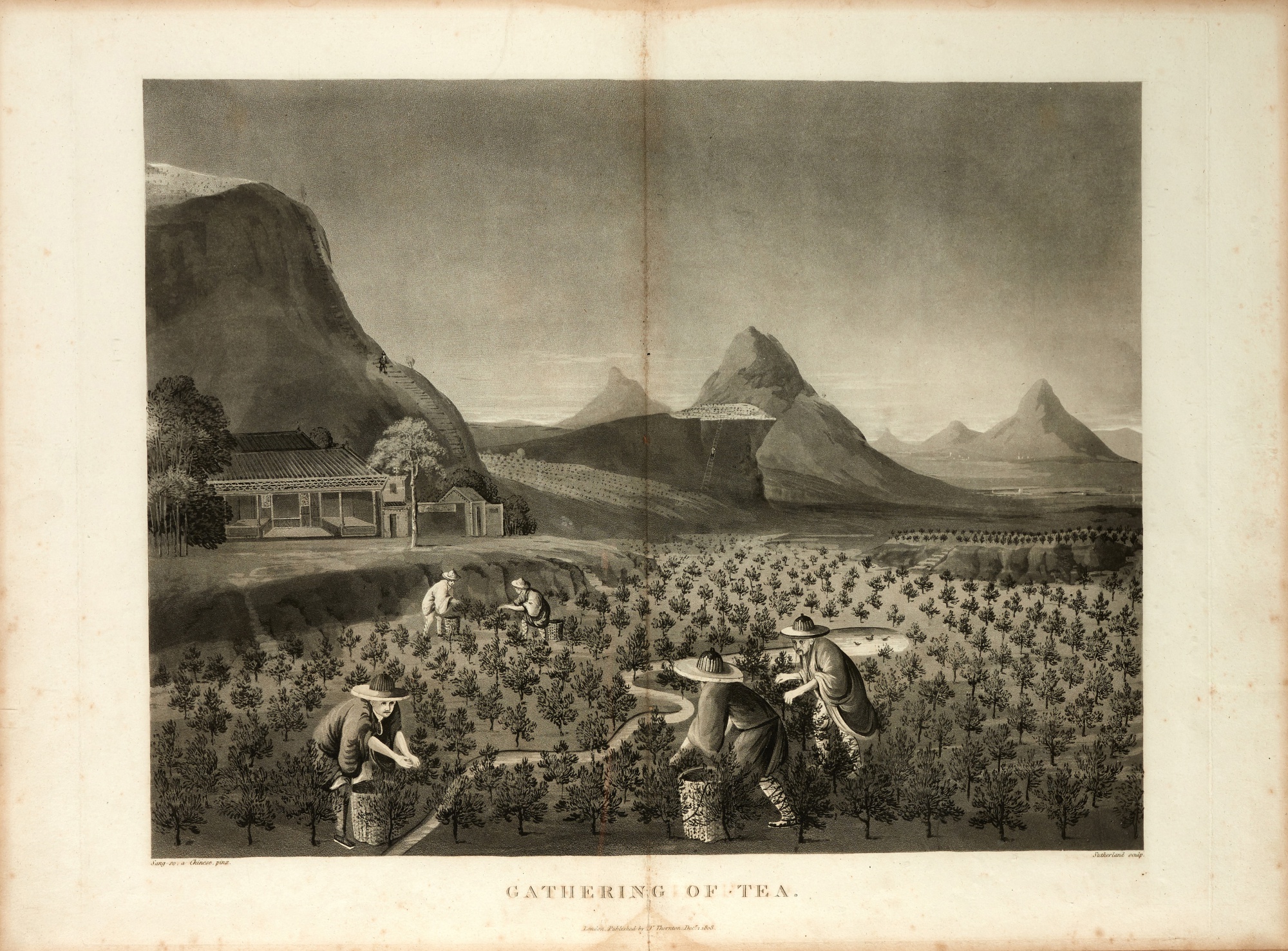 Robert John Thornton Botanical extracts or philosophy of botany