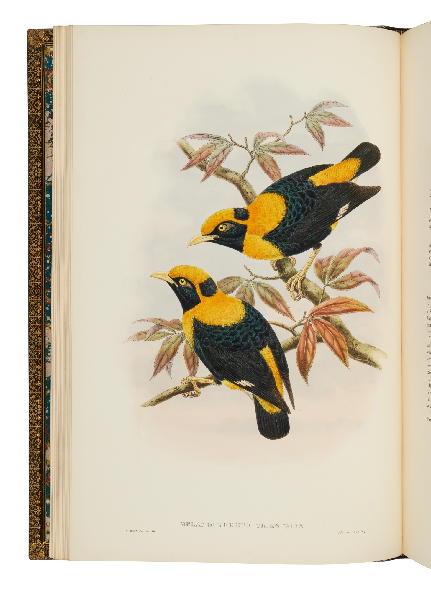 Gould, John and Richard Bowdler Sharpe Gould's final major work